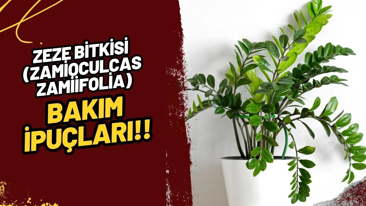 Zeze Bitkisi (Zamioculcas zamiifolia) Bakımı: Başlangıç Seviyesindeki Bitki Severlerin Kurtarıcısı!