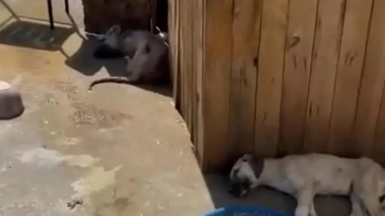 Image for Ankara'nın Altındağ İlçesinde 5 Köpek Zehirlenerek Öldürüldü