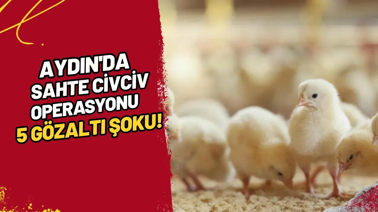 Aydın'da Sahte Civciv Operasyonu 5 Gözaltı Şoku!