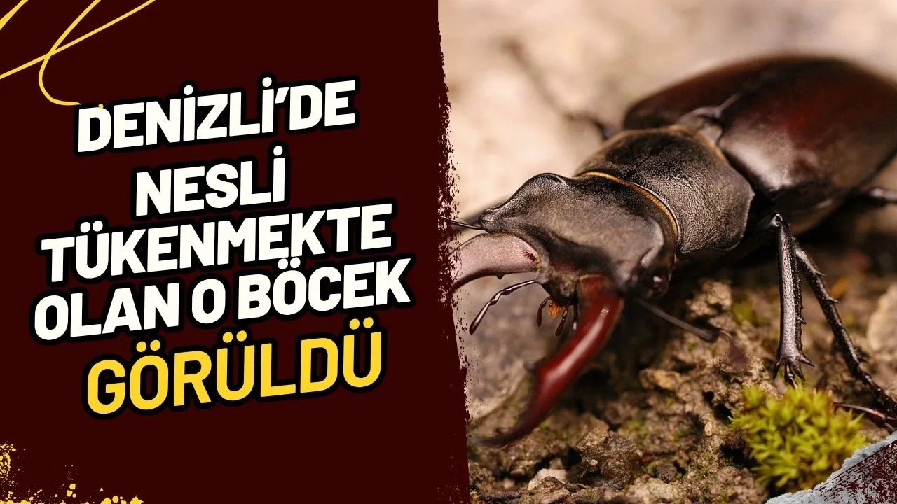 Denizli'de Nesli Tükenme Tehlikesindeki Geyik Böceği Görüldü: Nadir Tür Tavas'ta Ortaya Çıktı!