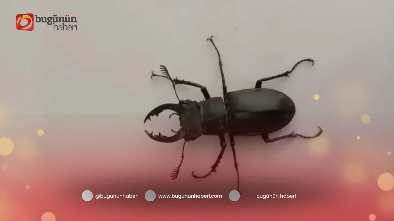 Media content
