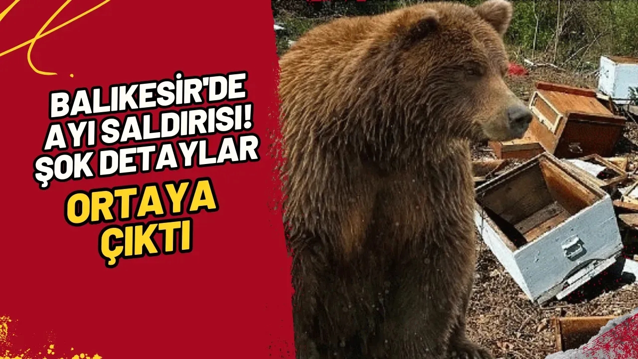Balıkesir'de Ayı Saldırısı! Şok Detaylar Ortaya Çıktı