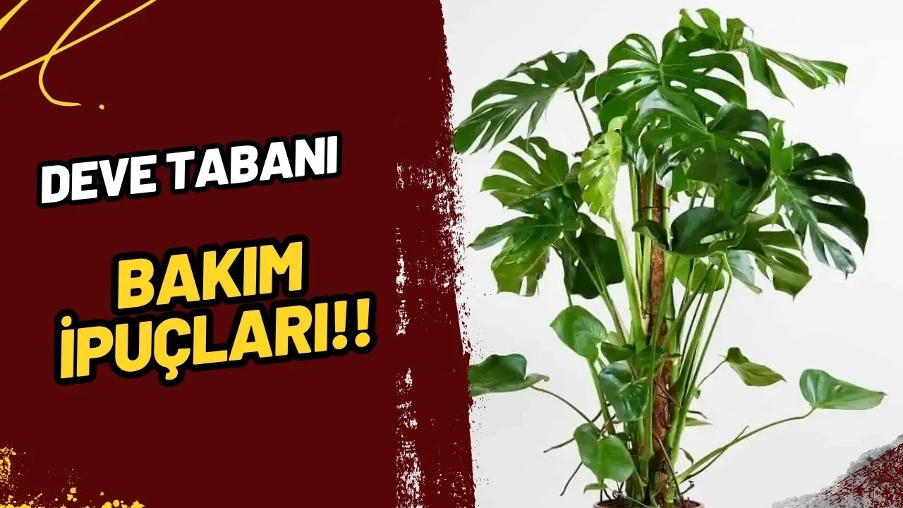 Deve Tabanı (Monstera deliciosa) Bakımı: Salonunuzda Tropikal Bir Esinti!