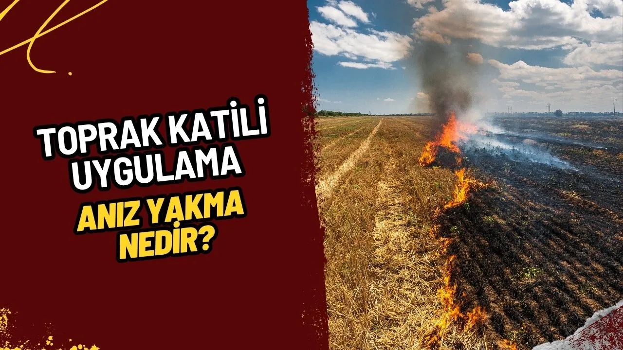 Anız Yakma Nedir? Toprak Katili Bu Uygulamanın Korkunç Zararları