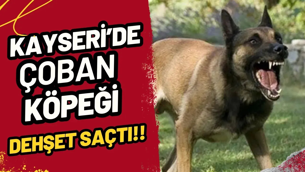 Kayseri Sarız'da Çoban Köpeği Saldırısı Faciası: 72 Yaşındaki Mustafa Özberk Hayatını Kaybetti