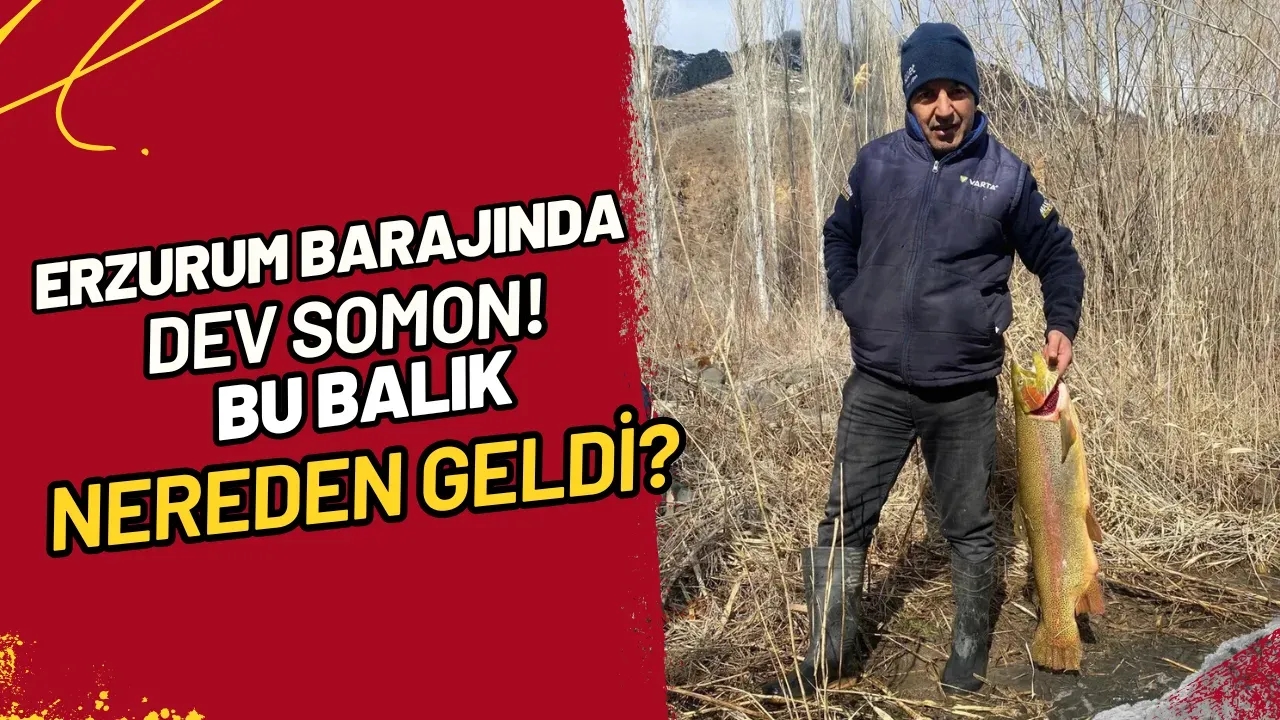 Erzurum Barajında Dev Somon! Bu Balık Nereden Geldi?