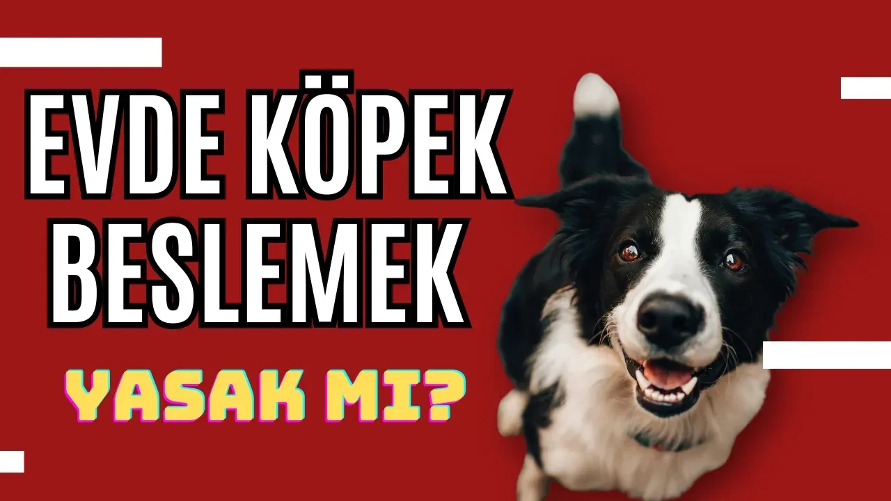 Evde Köpek Beslemek Günah mı? İşte Cevabı!
