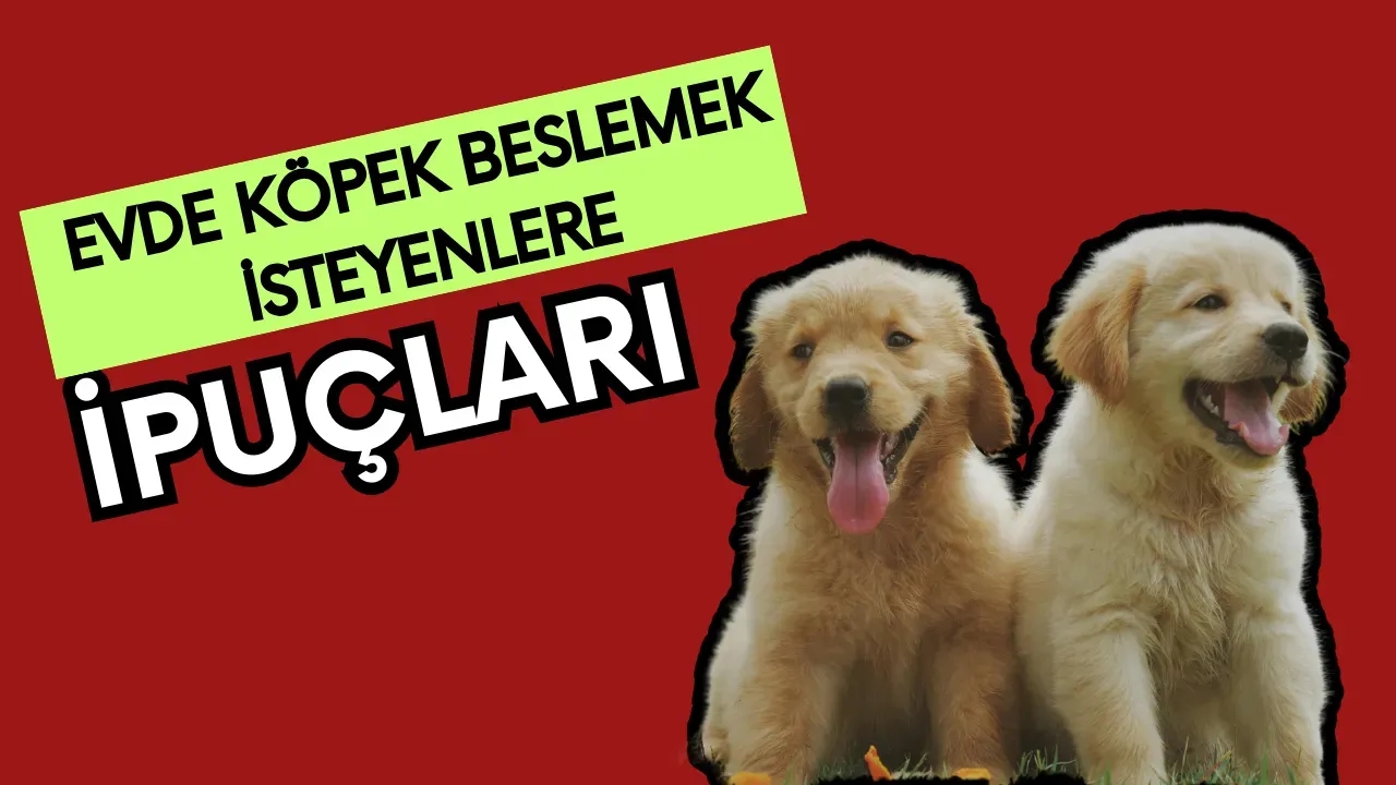Evde Köpek Beslemek: Nelere Dikkat Etmeli? Mutlu Dostlar!