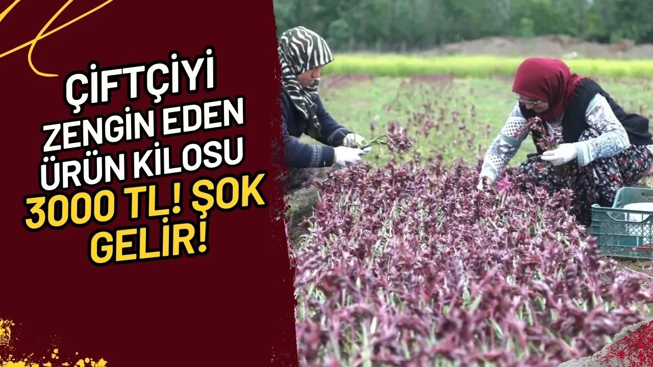 Çiftçiyi Zengin Eden Ürün Kilosu 3000 TL! Şok Gelir!