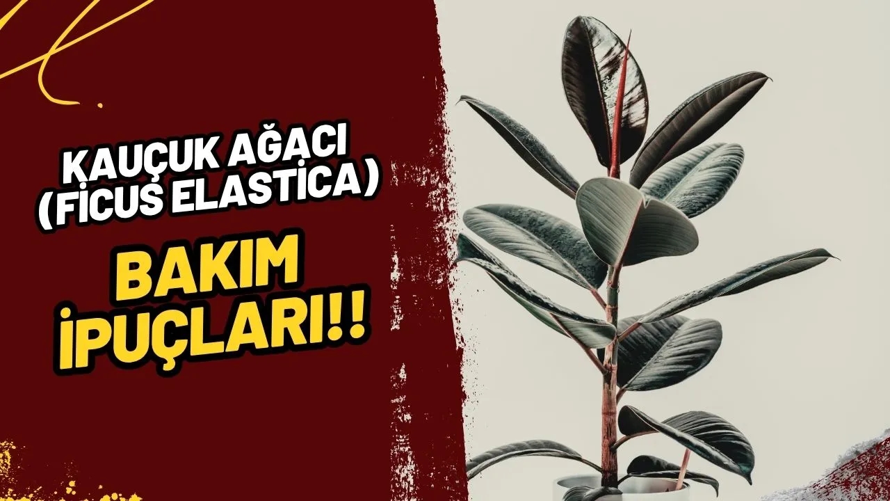 Kauçuk Ağacı (Ficus elastica) Bakımı: Salonunuza Zamansız Bir Şıklık Katın!