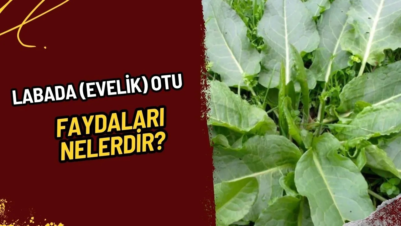 Labada (Evelik) Otu Nedir? Faydaları, Kullanımı ve Bilinmesi Gerekenler