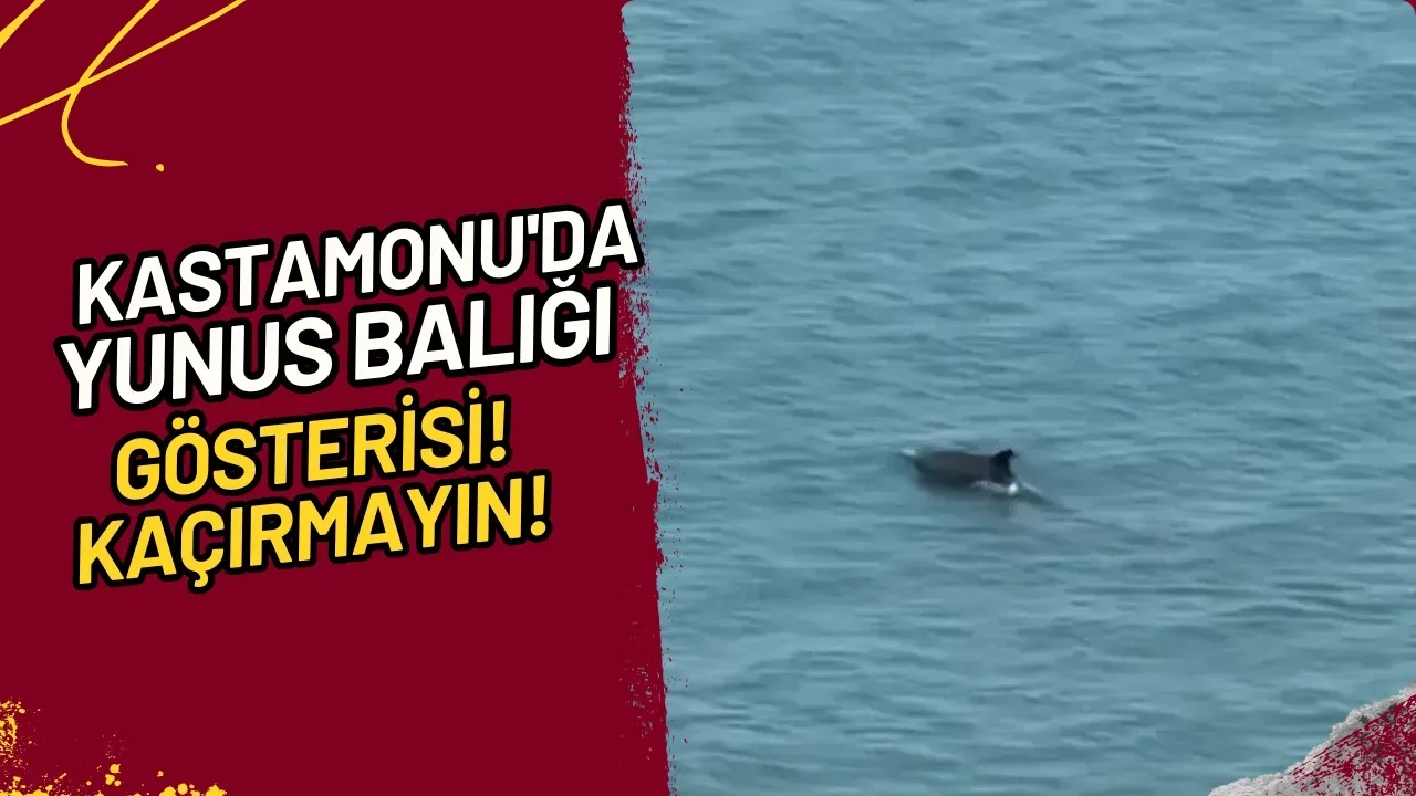 Kastamonu'da Yunus Balığı Gösterisi! Kaçırmayın!