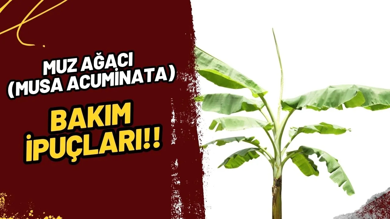 Muz Ağacı (Musa acuminata) Bakımı: Evinizde Egzotik Bir Atmosfer Yaratın!