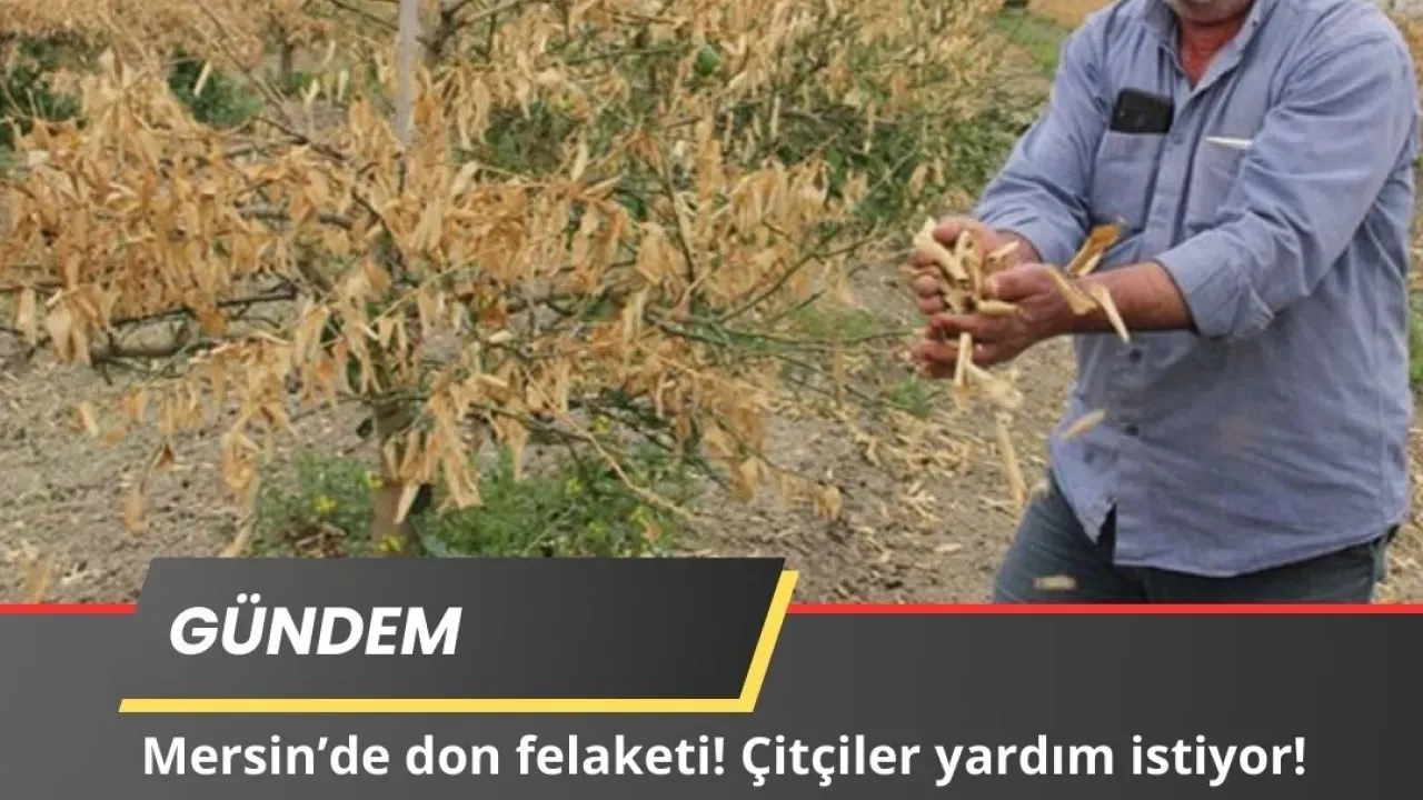 Mersin’de Felaket! Çiftçiler Afet Bölgesi İlanı Bekliyor!