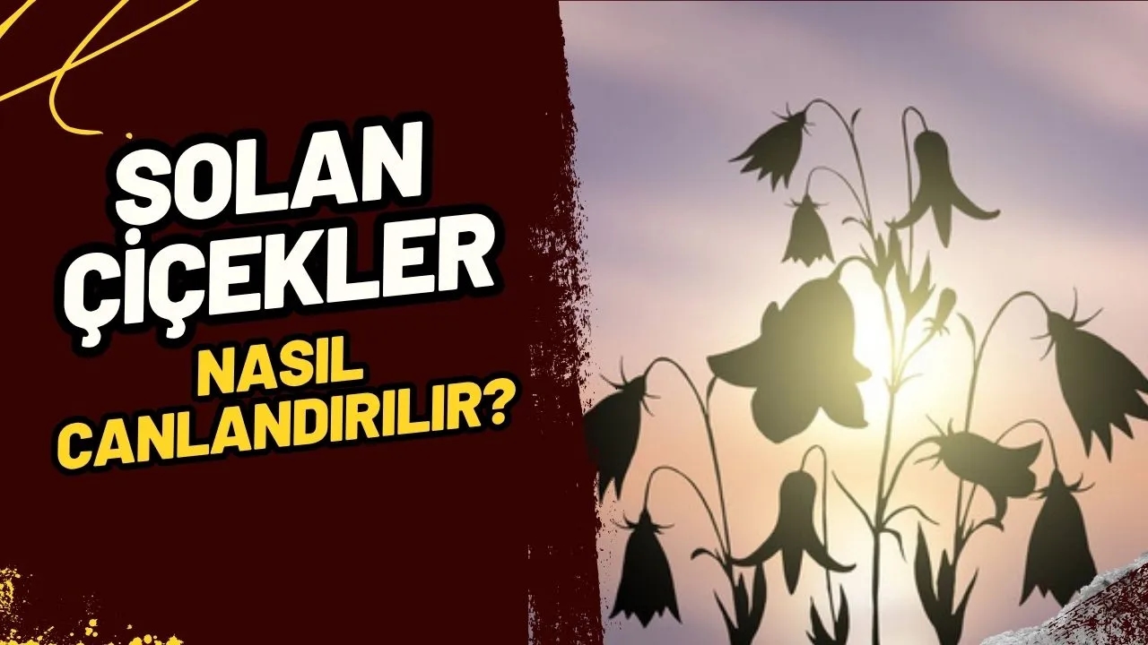 Solan Çiçeklerinize Anında Canlılık Katın: Ölmüş Çiçekleri Hayata Döndüren Etkili Yöntemler!