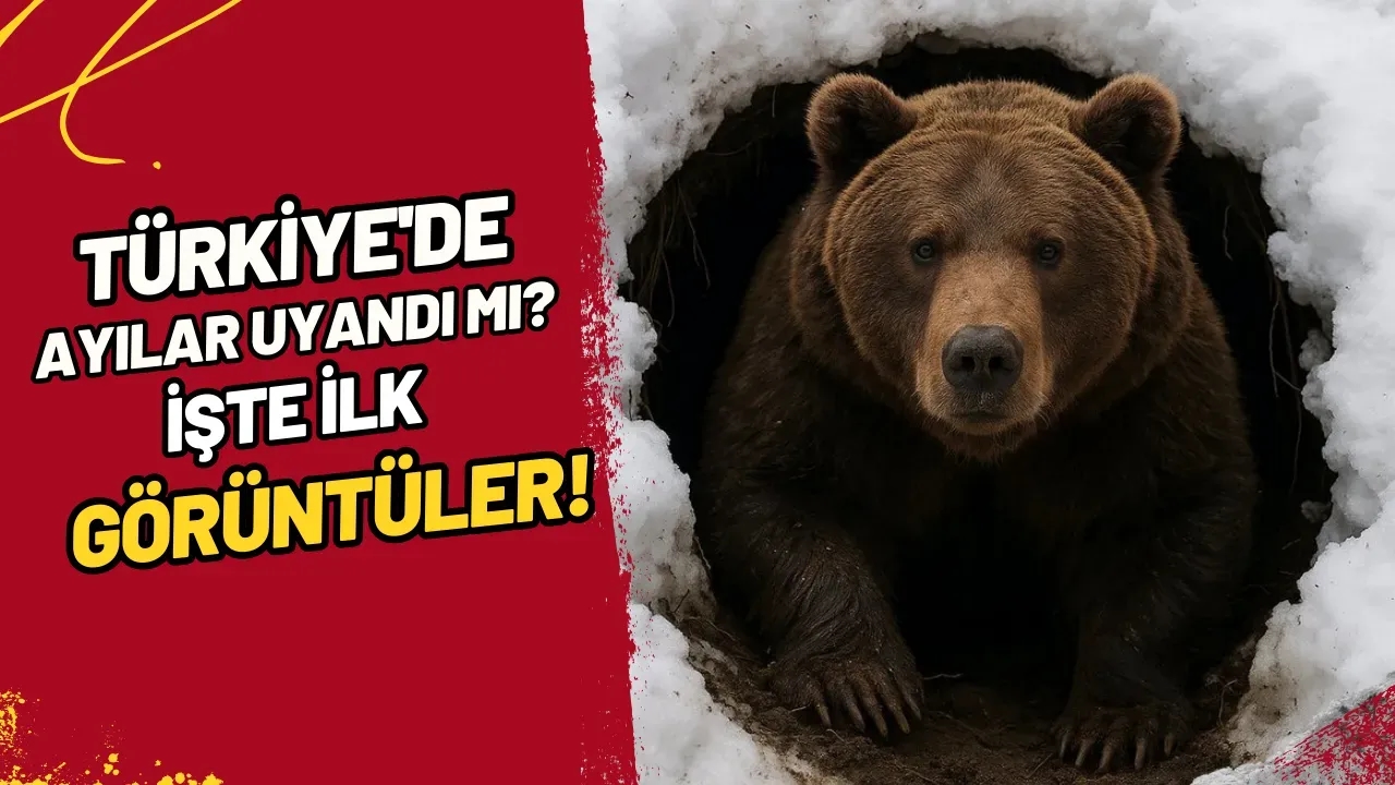 Türkiye'de Ayılar Uyandı mı? İşte İlk Görüntüler!