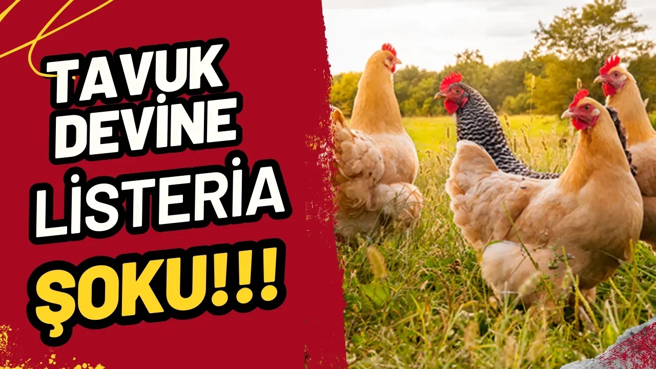 Image for Türkiye'nin Tavuk Devine Listeria Şoku! Kesilen Ceza Tartışma Yarattı