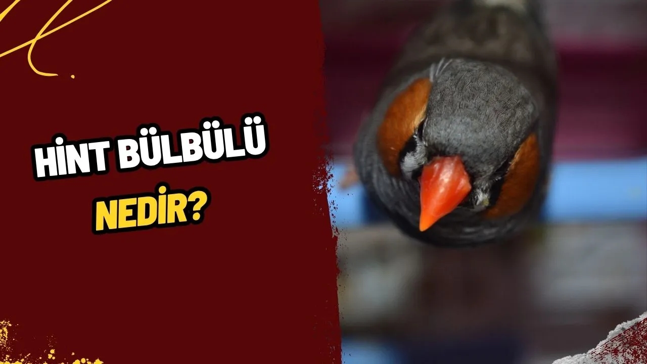 Hint Bülbülü Nedir? Evde Bakımı Kolay Bu Minik Dostların Özellikleri ve Sesleri!