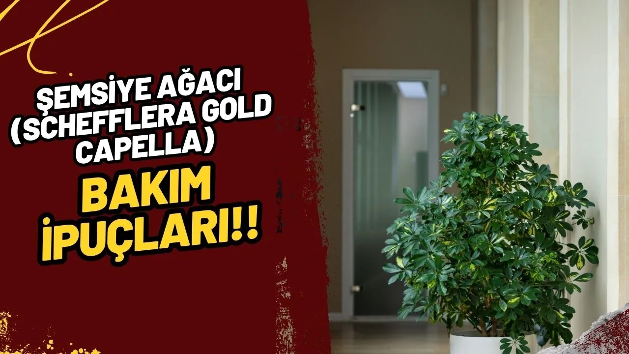 Şemsiye Ağacı (Schefflera gold capella) Bakımı: Evinize Hızlı Büyüyen Tropik Bir Dokunuş!