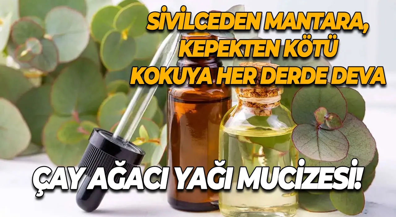Çay Ağacı Yağı Mucizesi! Sivilceden Mantara, Kepekten Kötü Kokuya Her Derde Deva