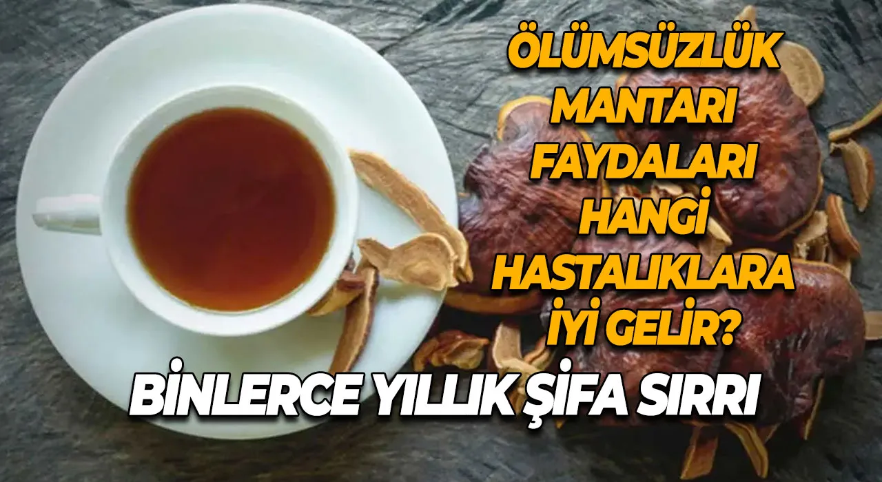 Binlerce Yıllık Şifa Sırrı Ölümsüzlük Mantarı Faydaları Hangi Hastalıklara İyi Gelir?