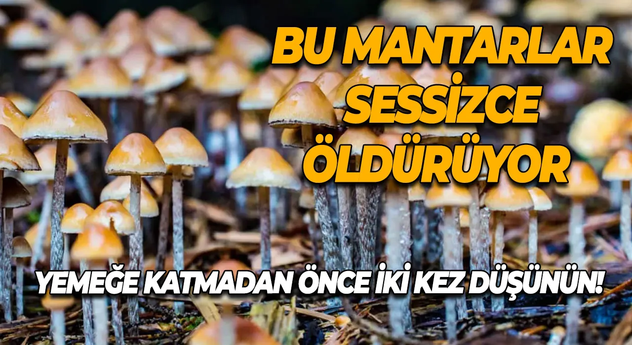 Bu Mantarlar Sessizce Öldürüyor Yemeğe Katmadan Önce İki Kez Düşünün!