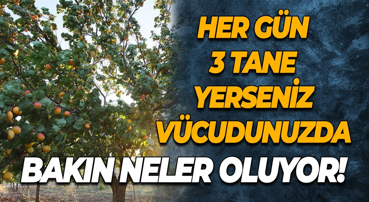 Kayısı mucizesi Her gün 3 tane yerseniz vücudunuzda bakın neler oluyor!