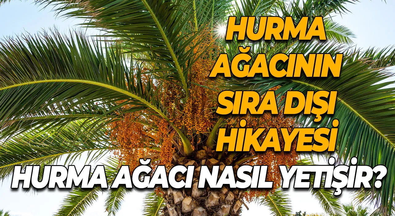 Hurma Ağacı Nasıl Yetişir? Hurma Ağacının Sıra Dışı Hikayesi