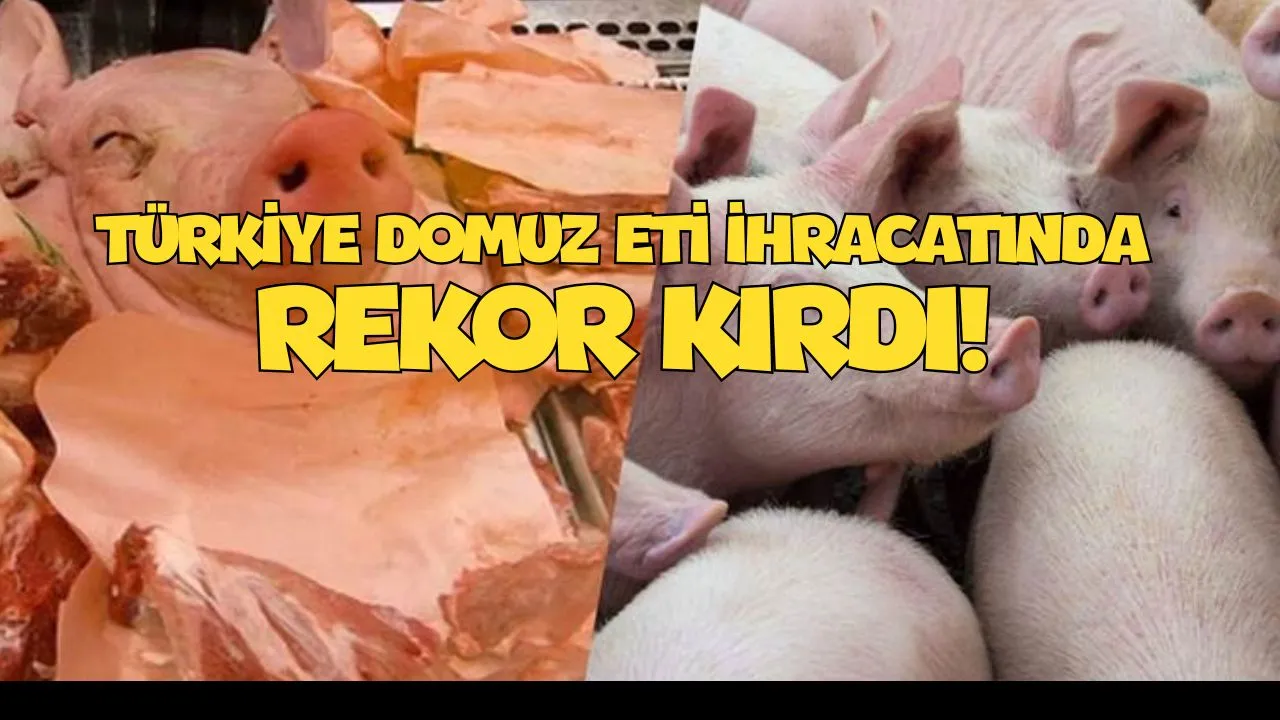 Türkiye’den Tek Ülkeye Domuz Eti Yağmuru! Rakamlar Şoke Etti (İŞTE DETAYLAR VE FİYATLAR)
