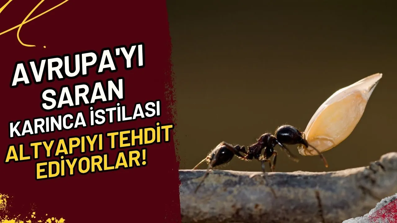 Avrupa'yı Karınca Bastı! Elektriği Kesiyorlar 