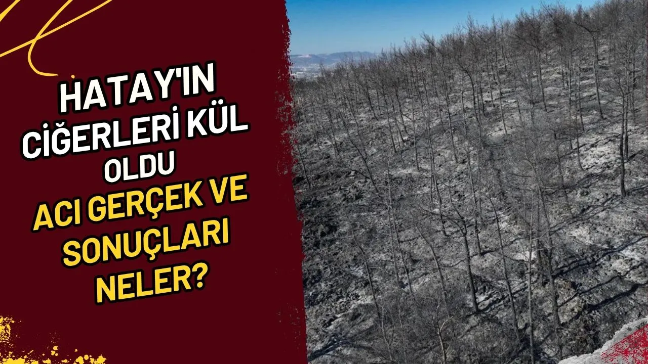 Hatay'ın Ciğerleri Kül Oldu Acı Gerçek ve Sonuçları Neler?