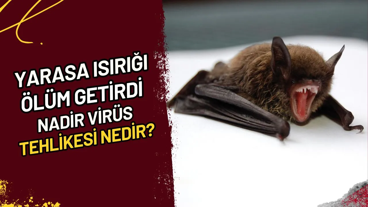 Yarasa Isırığı Ölüm Getirdi Nadir Virüs Tehlikesi Nedir?