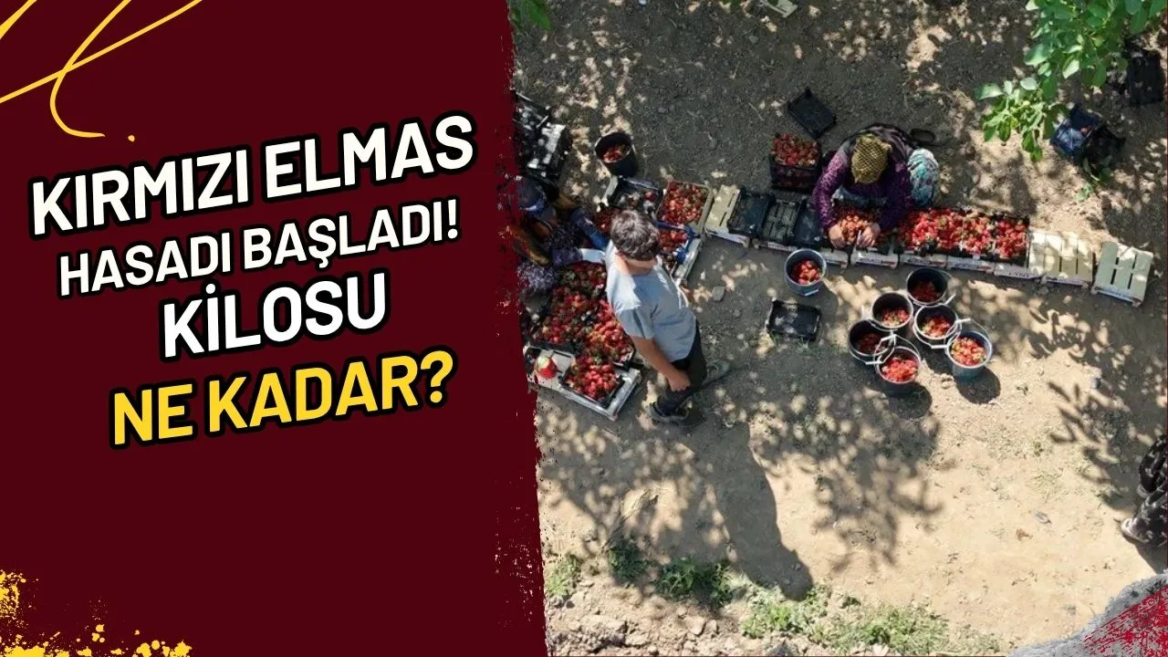 Kırmızı Elmas Hasadı Başladı! Kilosu Ne Kadar?