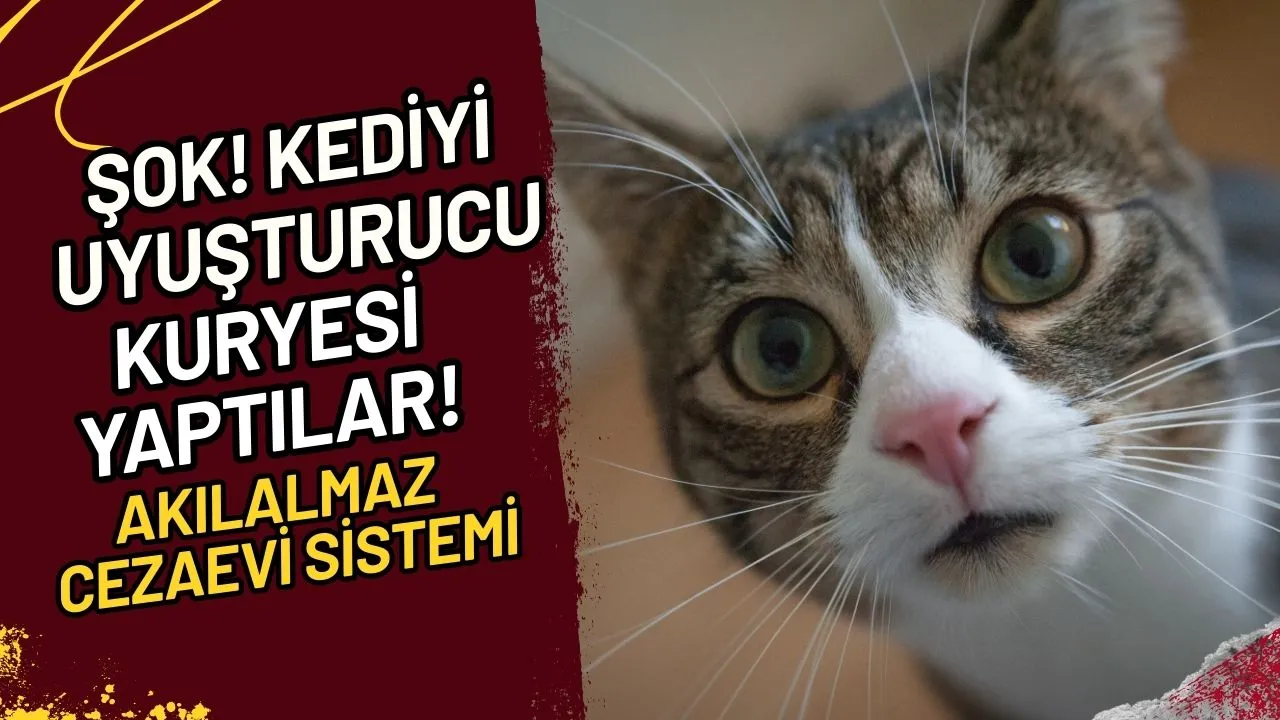 Şok! Kediyi Uyuşturucu Kuryesi Yaptılar! Akılalmaz Cezaevi Sistemi