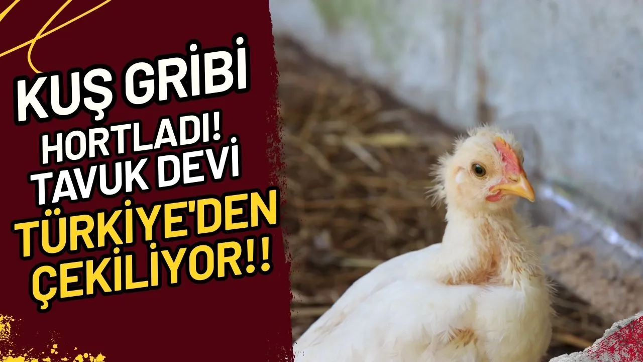 Kuş Gribi Hortladı! Tavuk Devi Türkiye'den Çekiliyor!!