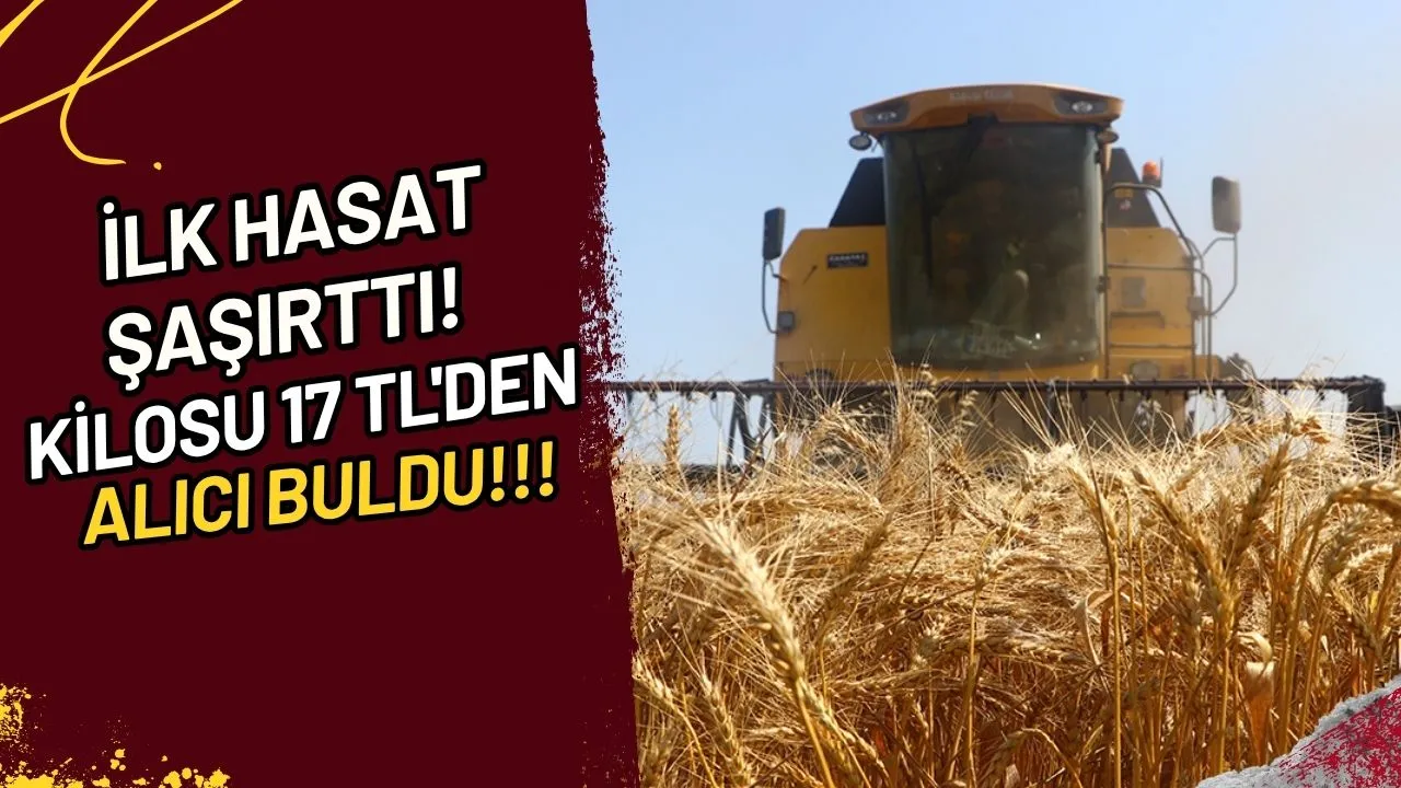 İlk Hasat Şaşırttı! Kilosu 17 TL'den Alıcı Buldu Mu?