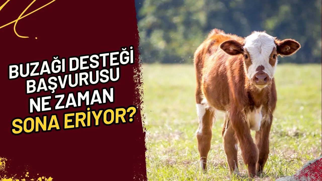 Buzağı Desteği Başvurusu Ne Zaman Sona Eriyor?