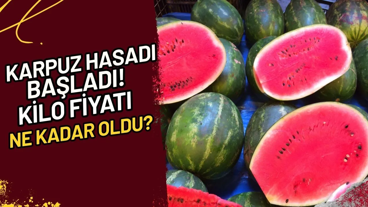 Karpuz Hasadı Başladı! Kilo Fiyatı Ne Kadar Oldu?