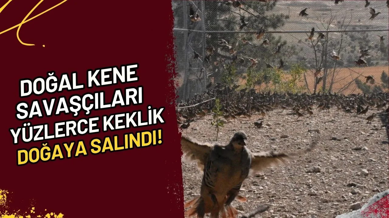 Doğal Kene Savaşçıları Yüzlerce Keklik Doğaya Salındı!