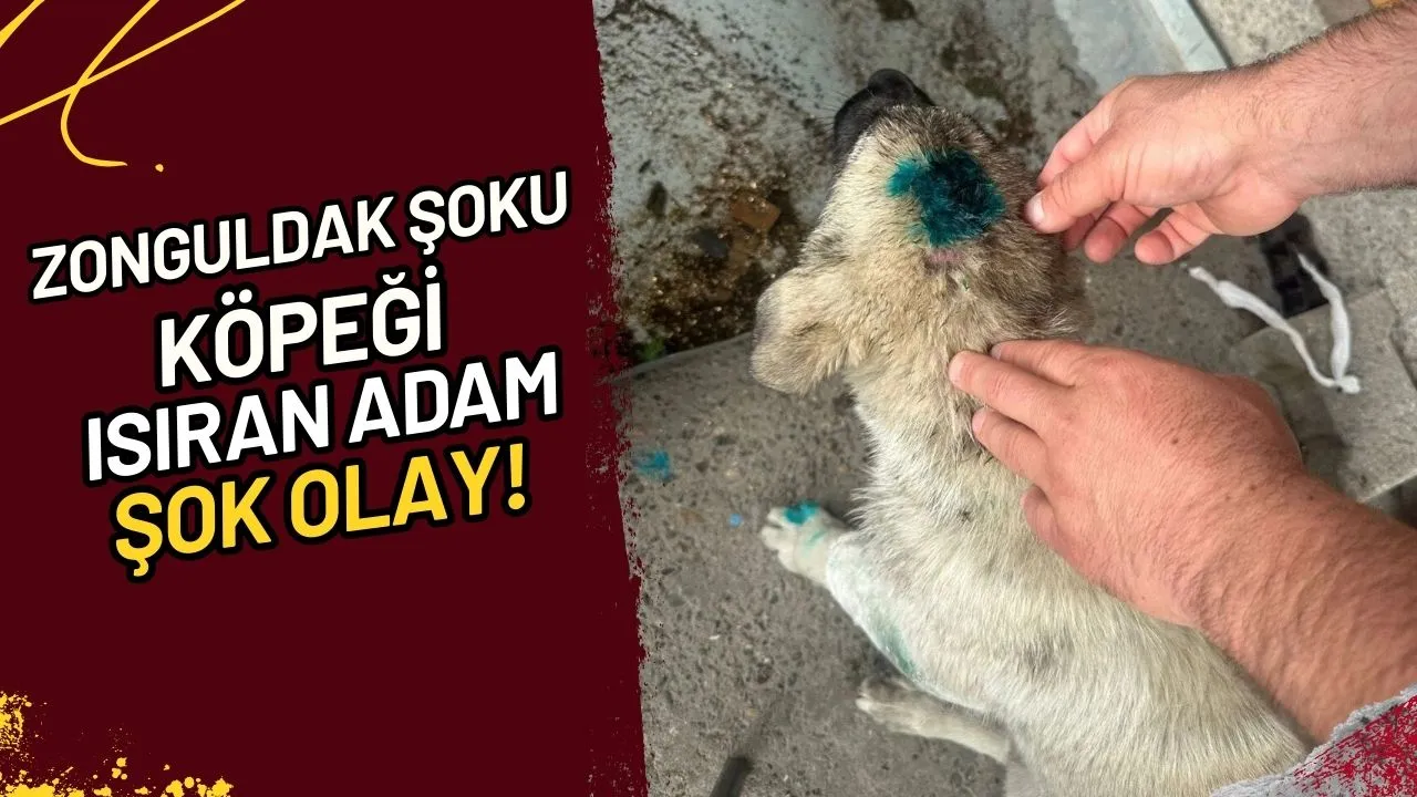 Zonguldak Şoku Köpeği Isıran Adam Olayı!