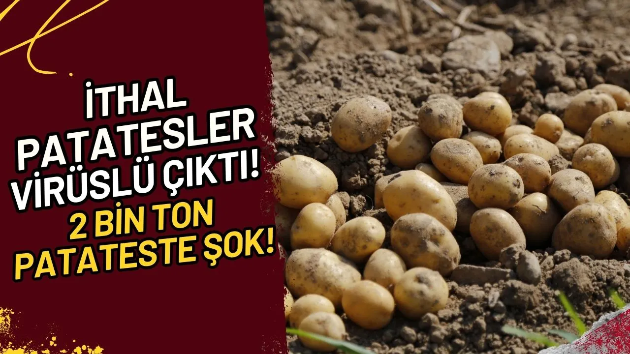 İthal Patatesler Virüslü mü? 2000 Ton Patateste Şok!