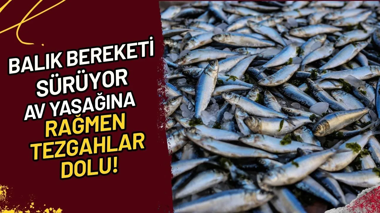 Balık Bereketi Sürüyor Av Yasağına Rağmen Tezgahlar Dolu!