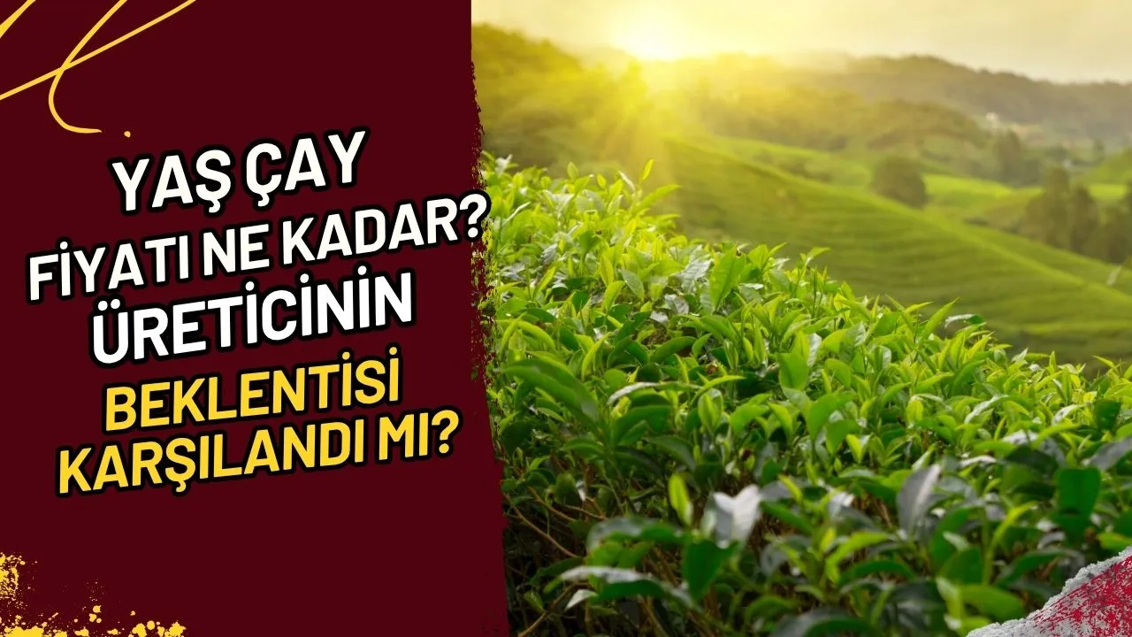 Yaş Çay Fiyatı Ne Kadar? Üreticinin Beklentisi Karşılandı mı?
