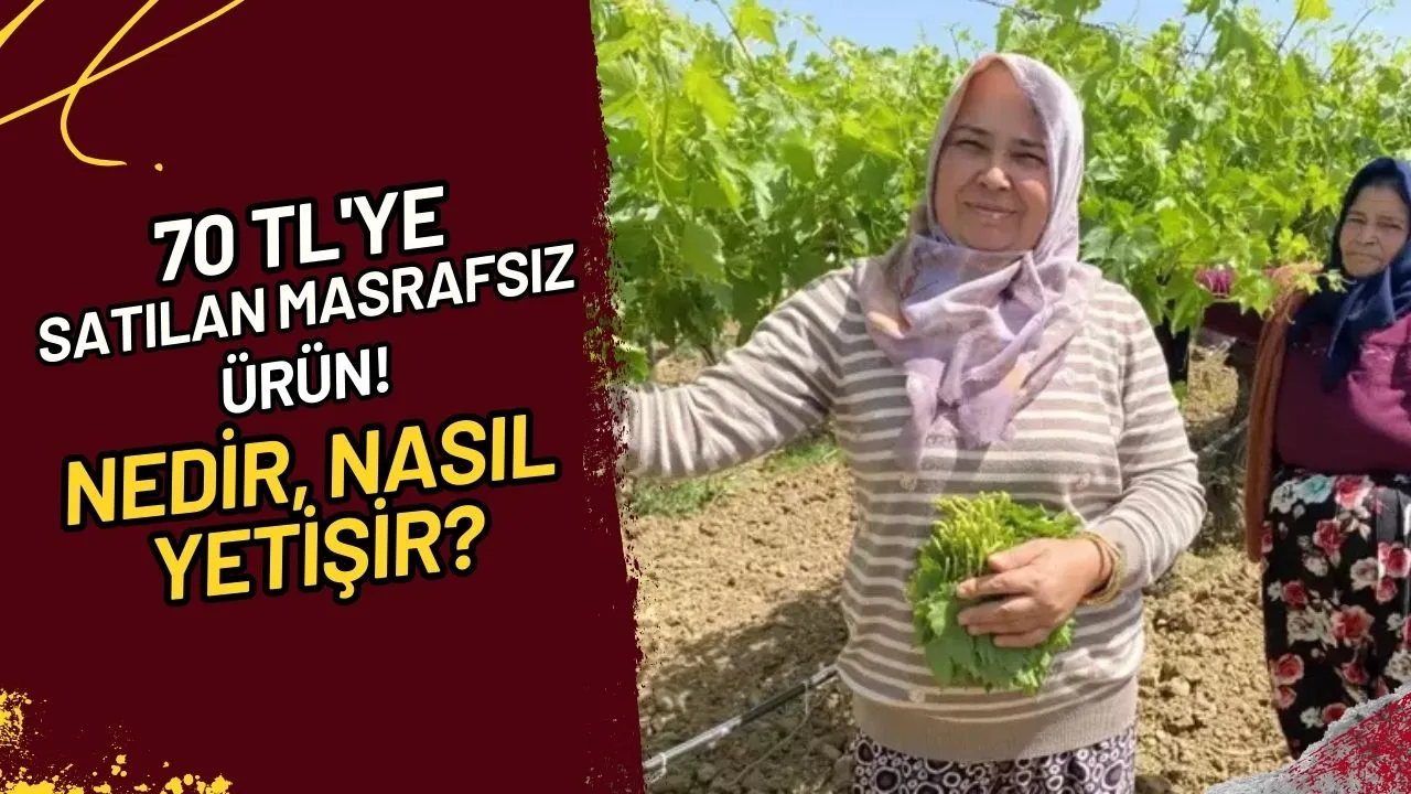 70 TL'ye Satılan Masrafsız Ürün! Nedir, Nasıl Yetişir?