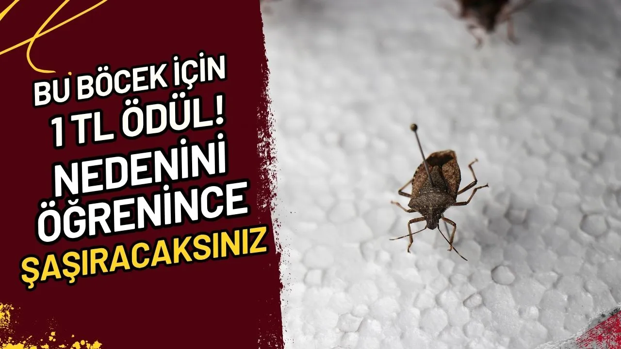 Bu Böcek İçin 1 TL Ödül! Nedenini Öğrenince Şaşıracaksınız