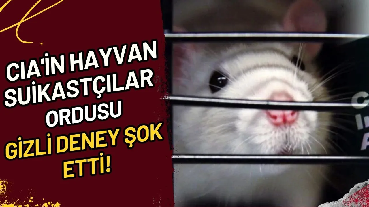 CIA'in Hayvan Suikastçılar Ordusu: Gizli Deney Şok Etti!