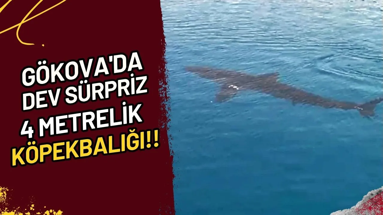 Gökova'da Dev Sürpriz 4 Metrelik Köpekbalığı!!