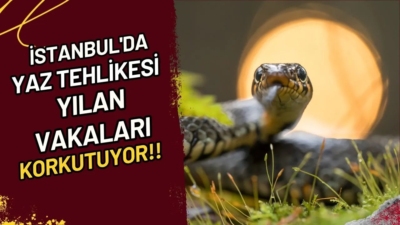İstanbul'da Yaz Tehlikesi Yılan Vakaları Korkutuyor!!