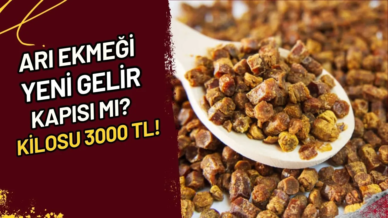 Arı Ekmeği Yeni Gelir Kapısı mı? Kilosu 3000 TL!