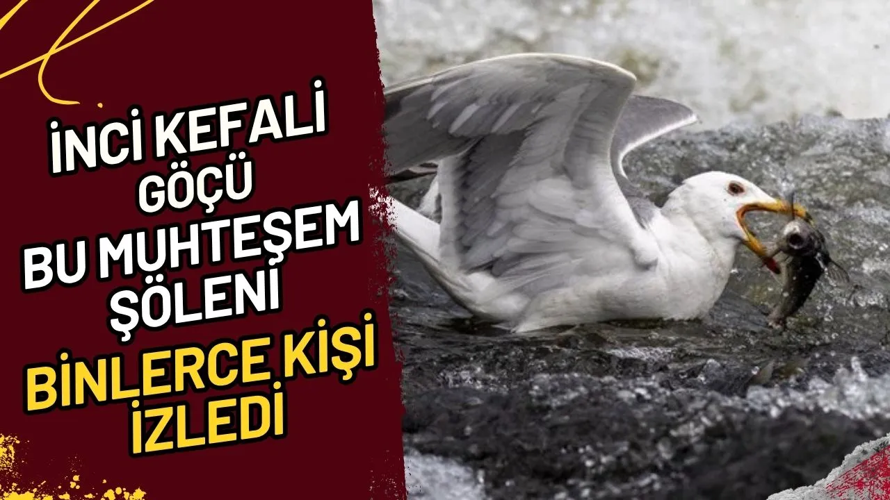 İnci Kefali Göçü Bu Muhteşem Şöleni Binlerce kişi izledi